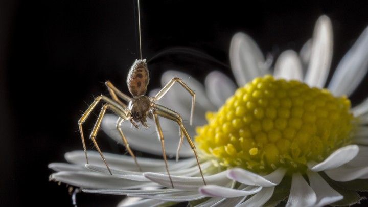 Araña